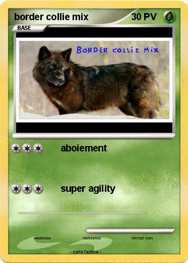 Pokemon border collie mix