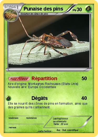 Pokemon Punaise des pins