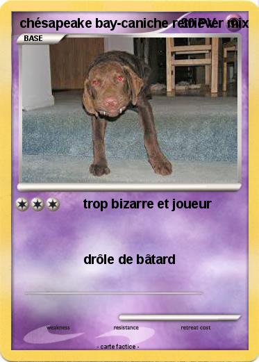 Pokemon chésapeake bay-caniche retriever mix