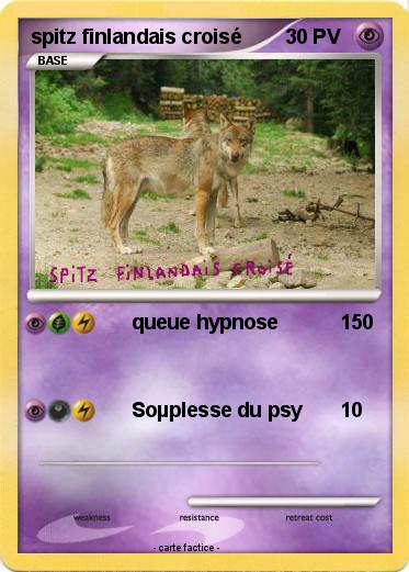 Pokemon spitz finlandais croisé