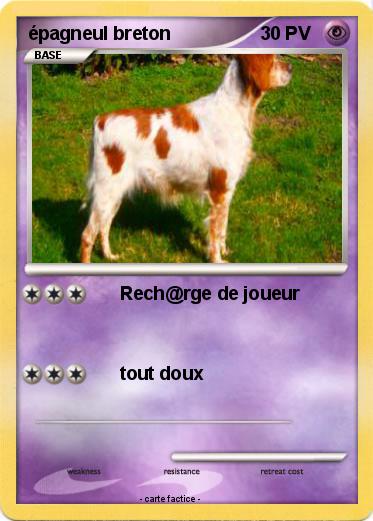 Pokemon épagneul breton