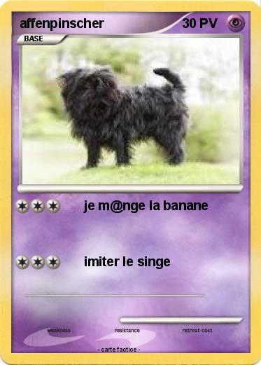 Pokemon affenpinscher