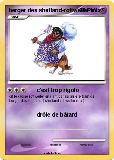 Pokemon berger des shetland-rottweiler mix