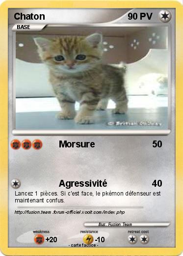 Pokemon Chaton