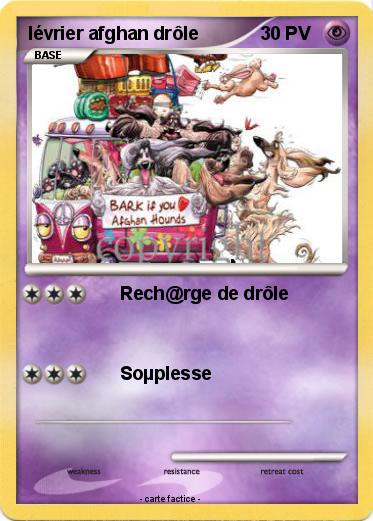 Pokemon lévrier afghan drôle