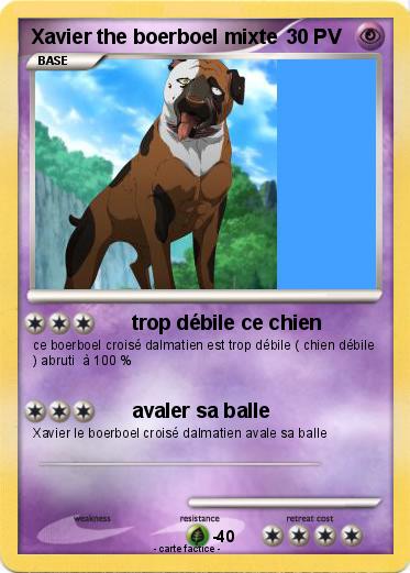 Pokemon Xavier the boerboel mixte