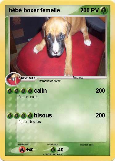 Pokemon bébé boxer femelle