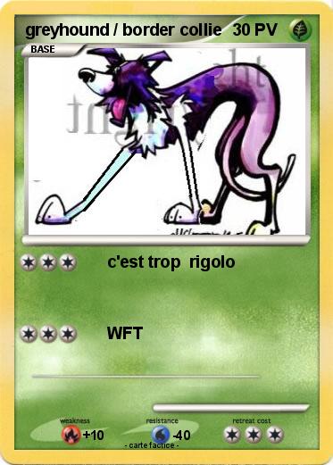 Pokemon greyhound / border collie