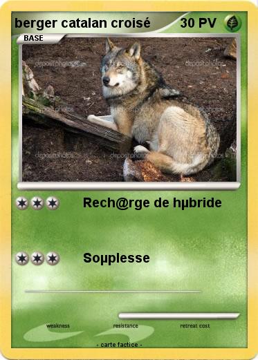 Pokemon berger catalan croisé