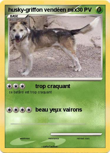 Pokemon husky-griffon vendéen mix