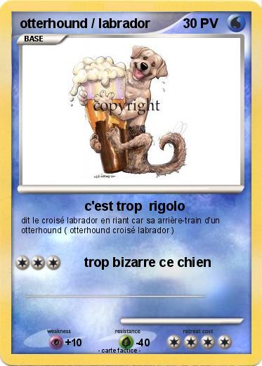 Pokemon otterhound / labrador