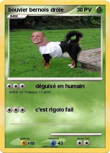 Pokemon bouvier bernois drôle