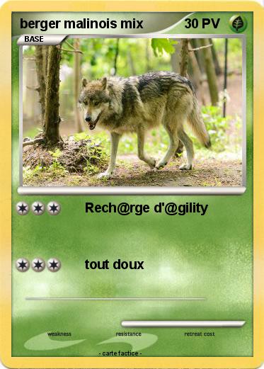 Pokemon berger malinois mix