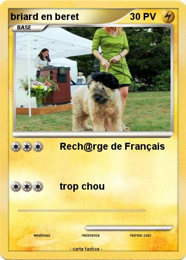 Pokemon briard en beret