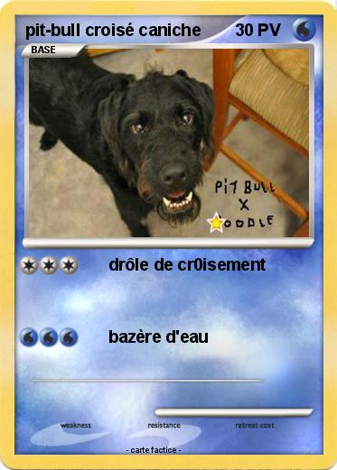 Pokemon pit-bull croisé caniche