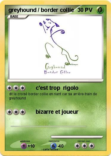 Pokemon greyhound / border collie