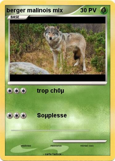 Pokemon berger malinois mix
