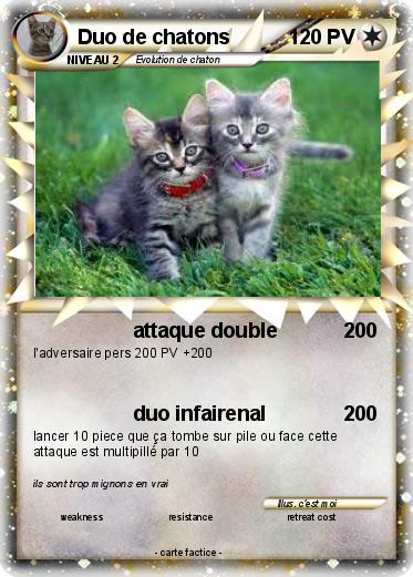 Pokemon Duo de chatons