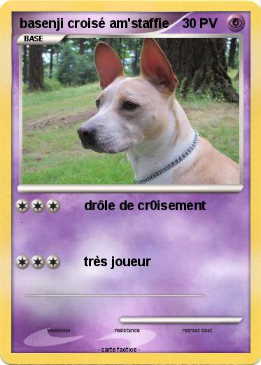 Pokemon basenji croisé am'staffie