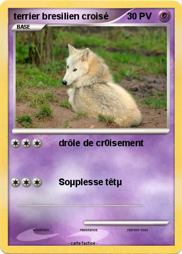 Pokemon terrier bresilien croisé