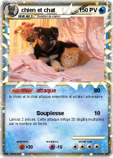 Pokemon chien et chat