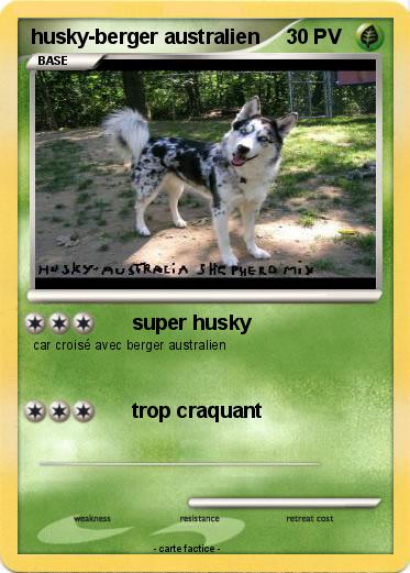Pokemon husky-berger australien