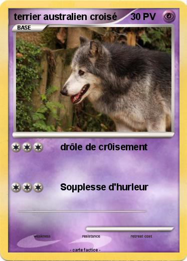 Pokemon terrier australien croisé