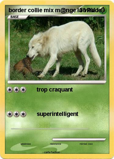 Pokemon border collie mix m@nge la viande