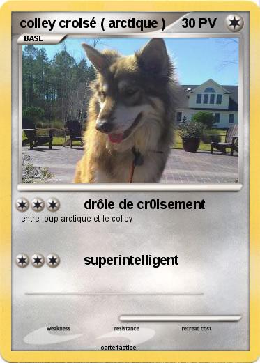 Pokemon colley croisé ( arctique )