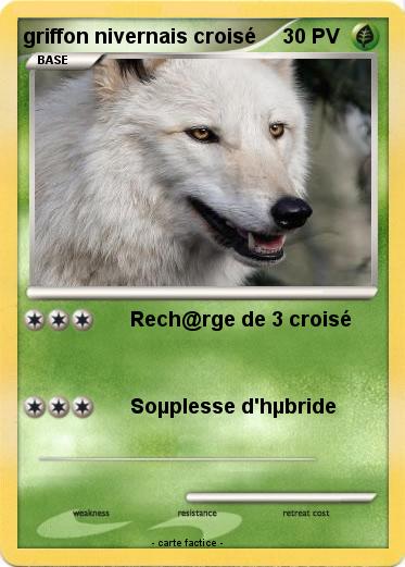 Pokemon griffon nivernais croisé