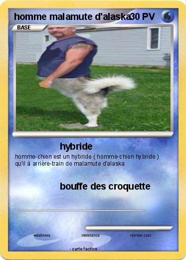Pokemon homme malamute d'alaska