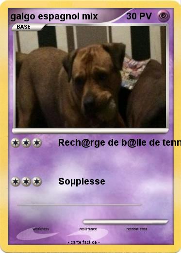 Pokemon galgo espagnol mix