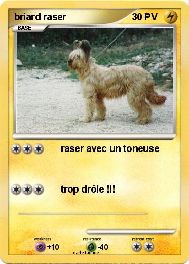 Pokemon briard raser