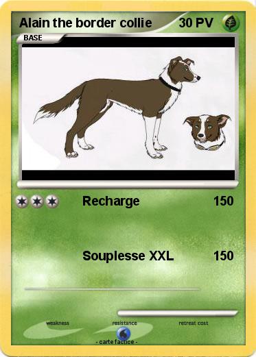 Pokemon Alain the border collie