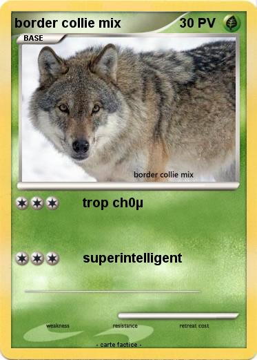 Pokemon border collie mix