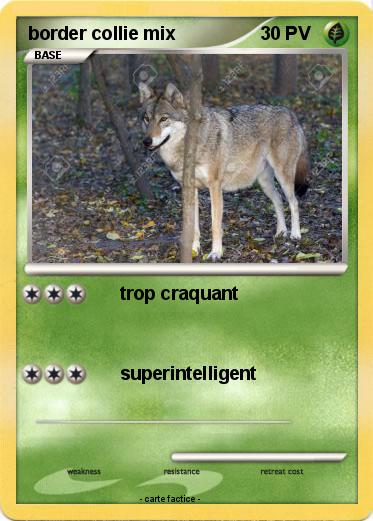 Pokemon border collie mix