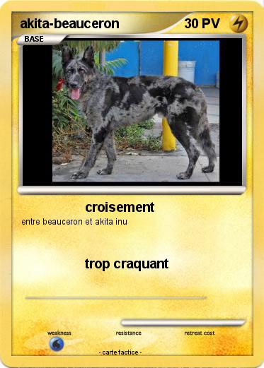 Pokemon akita-beauceron