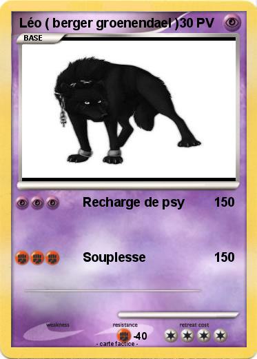 Pokemon Léo ( berger groenendael )