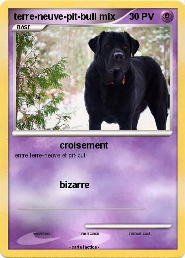 Pokemon terre-neuve-pit-bull mix