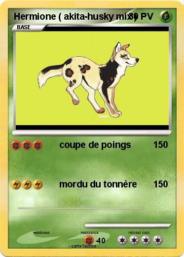 Pokemon Hermione ( akita-husky mix )