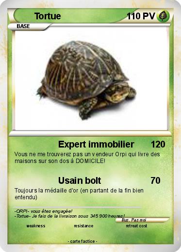 Pokemon Tortue