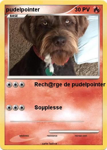 Pokemon pudelpointer