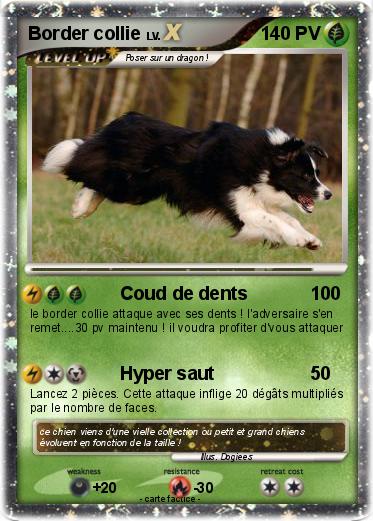 Pokemon Border collie