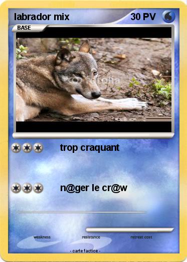 Pokemon labrador mix