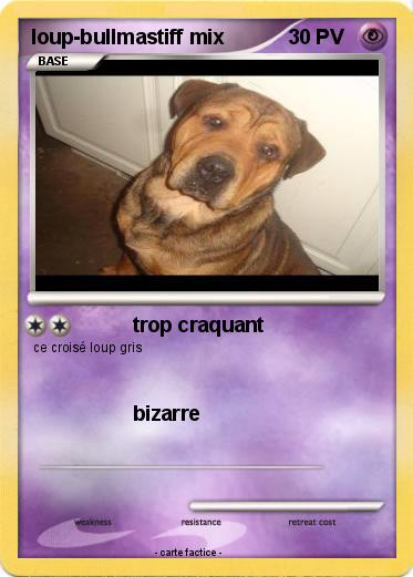 Pokemon loup-bullmastiff mix
