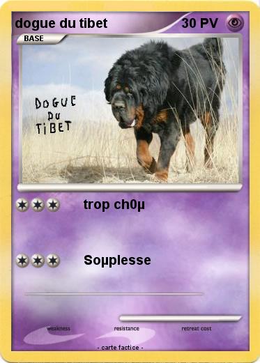 Pokemon dogue du tibet