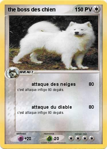 Pokemon the boss des chien