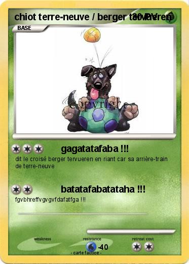 Pokemon chiot terre-neuve / berger tervueren