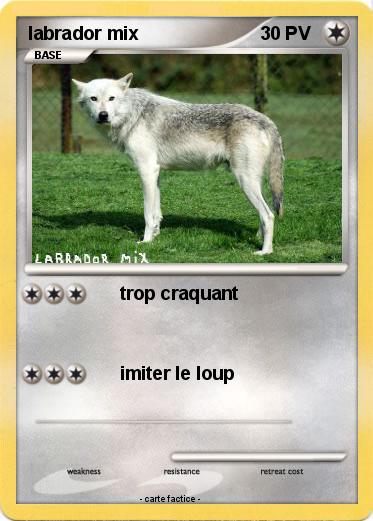 Pokemon labrador mix