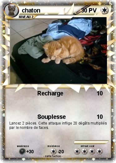 Pokemon chaton